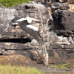 _800Mt Borradaile - Cooper Creek_5678_m_Pelican